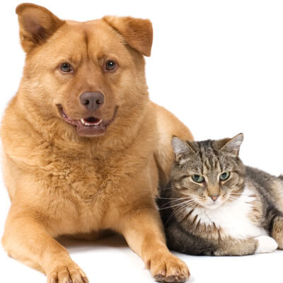 Cat and dog side by side
