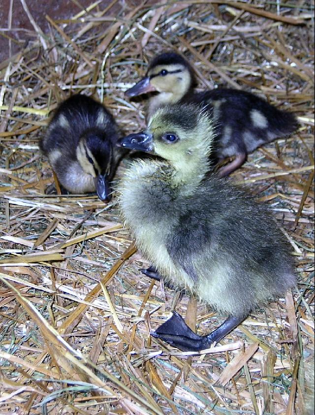 Baby Canadian Goslings