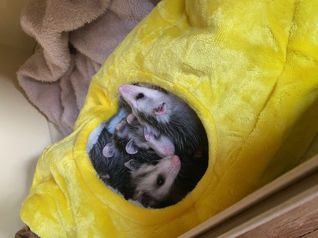 Orphaned baby opossums